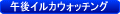 オプション　イルカウォッチング